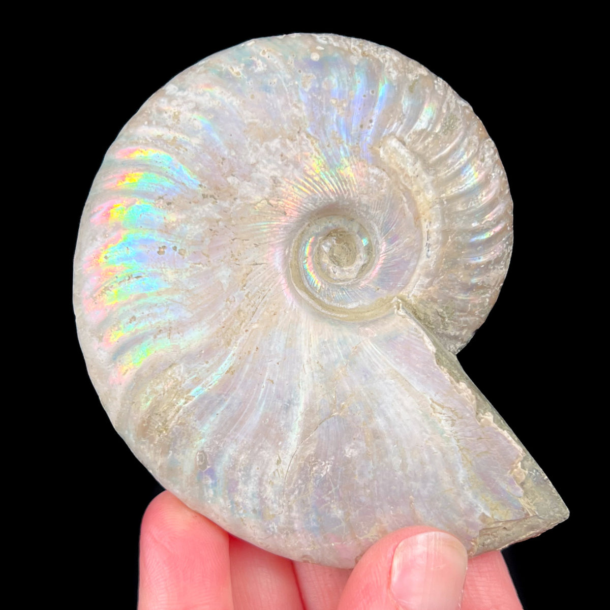 Rainbow Iridescent Ammonite Shell Fossil