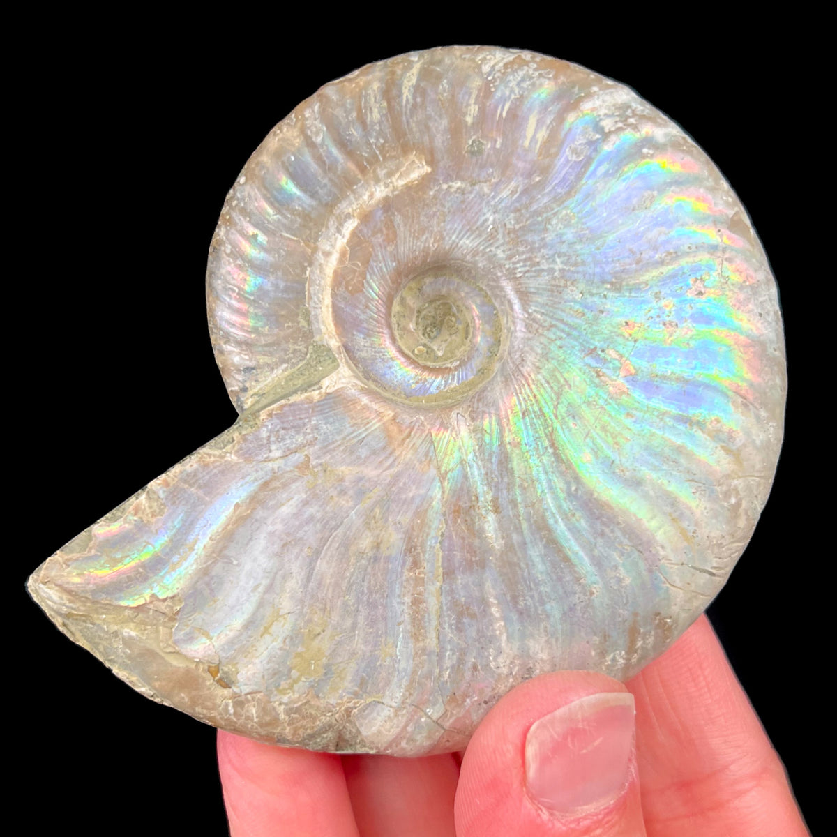 Cleoniceras Ammonite Shell Fossil with Rainbow Iridescence