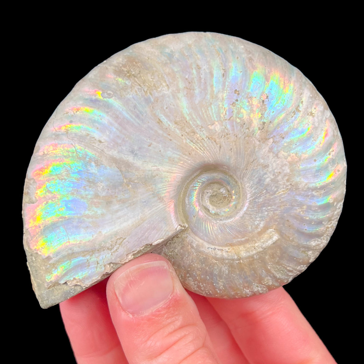 Rainbow Iridescent Ammonite Fossil from Madagascar