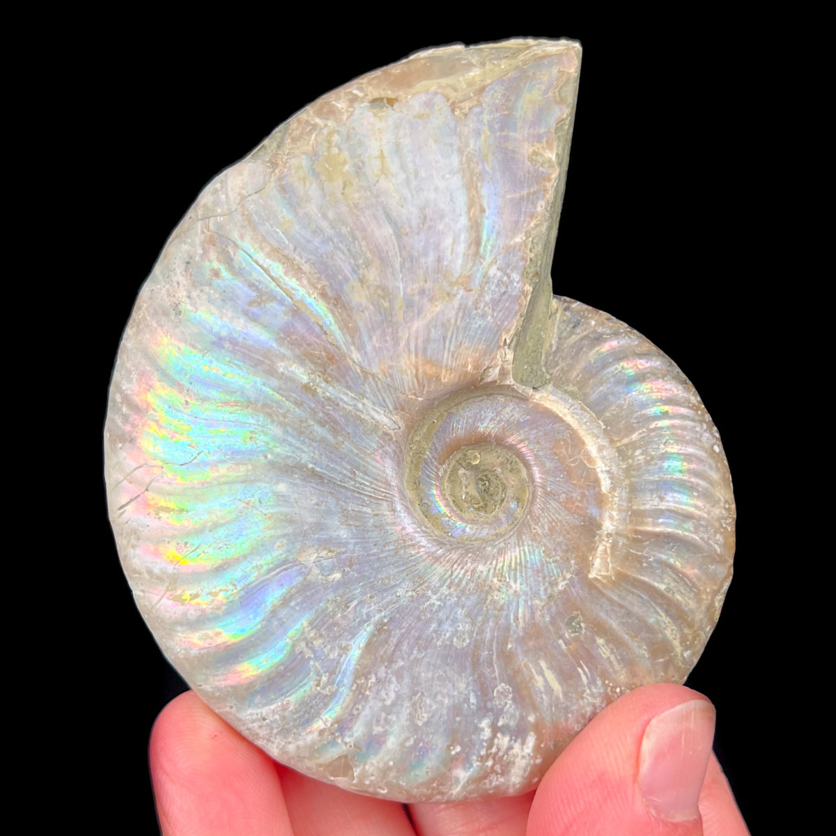 Cleoniceras Ammonite Fossil with Rainbow Iridescence