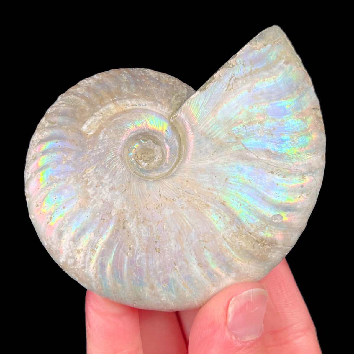 Rainbow Iridescent Ammonite Shell Fossil