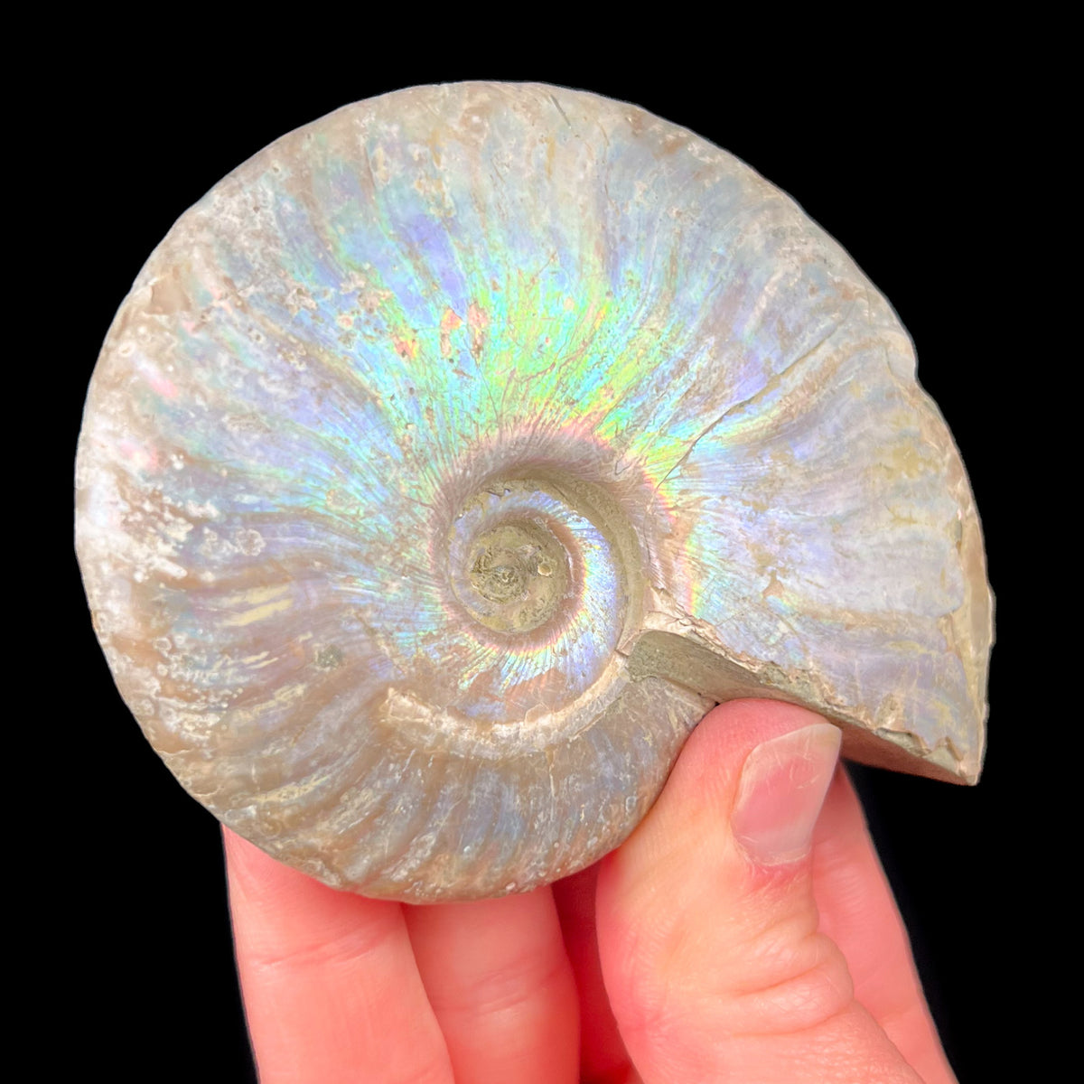 Ammonite Fossil with Rainbow Shell Iridescence