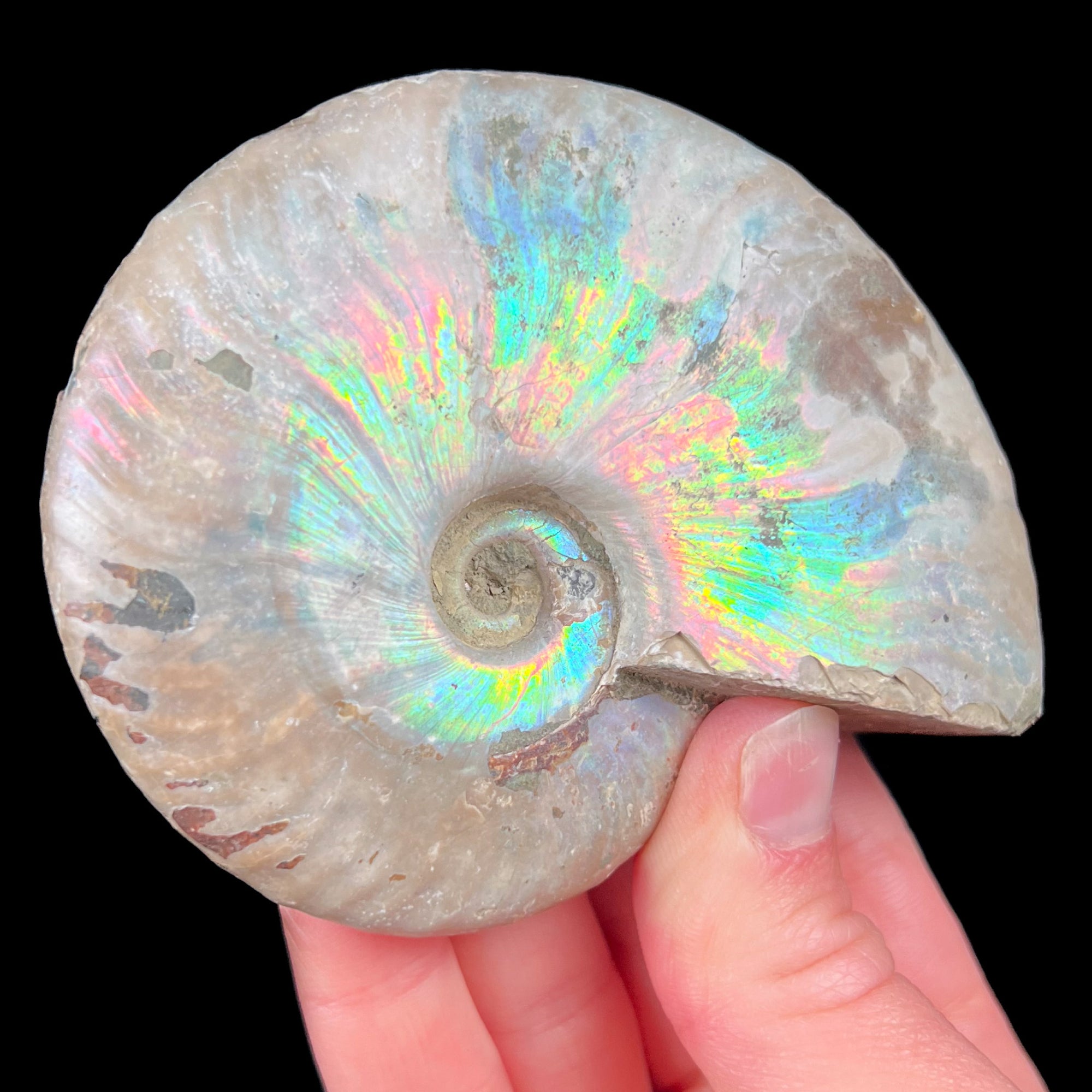 Fossil Ammonite Shell Cleoniceras