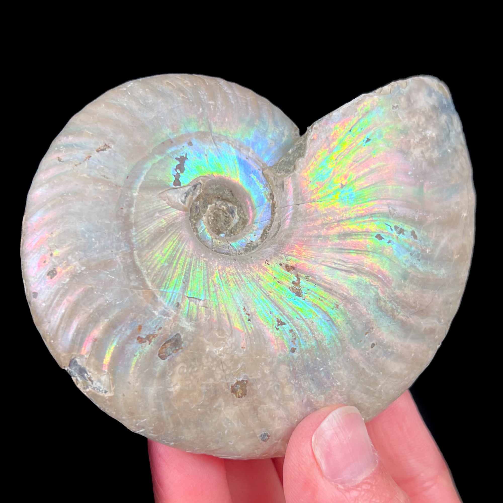 Rainbow Iridescent Ammonite Shell Fossil